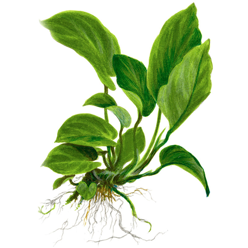 Anubias barteri var. Caladiifolia Nr.8potte