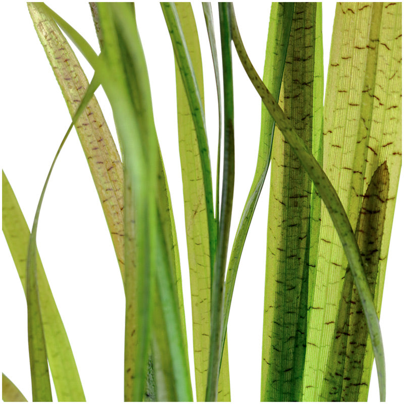 Vallisneria spiralis "Tiger" Nr.7 ca. 30-55 cm