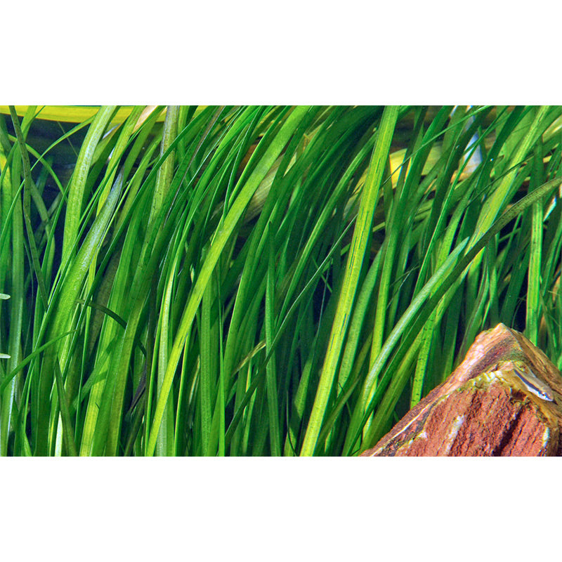 Vallisneria spiralis "Tiger" Nr.7 ca. 30-55 cm