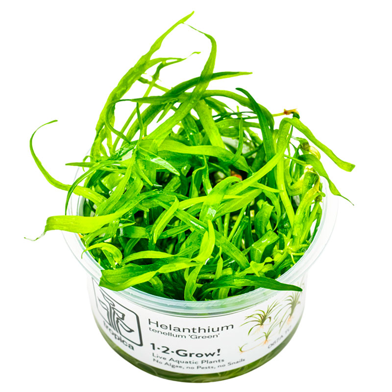 Tropica Helanthium Tenellum Gr Nr.8 Højde: Ca, 5 - 10 Cm